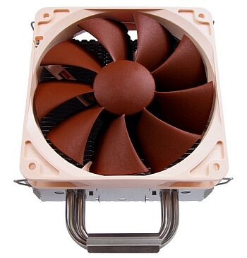   Noctua   