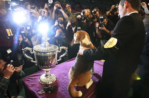   - Westminster Kennel Club 2008 (23 )