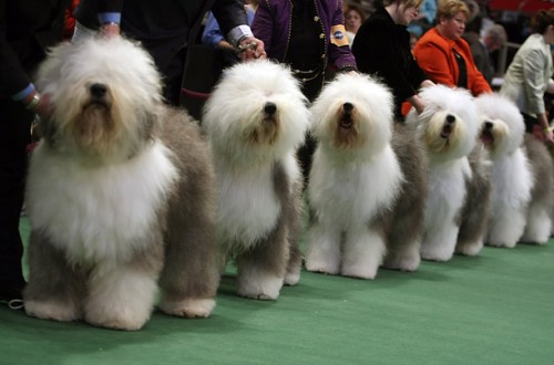   - Westminster Kennel Club 2008 (23 )