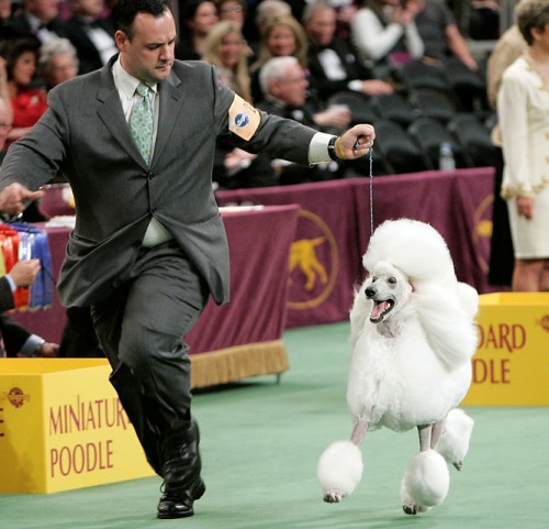   - Westminster Kennel Club 2008 (23 )