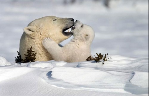 NATURES BEST PHOTOGRAPHY AWARDS 