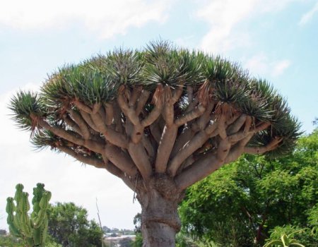  C (Socotra)