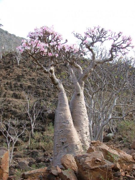  C (Socotra)