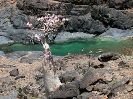  C (Socotra)