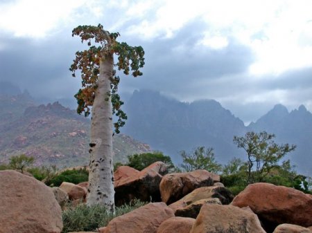  C (Socotra)