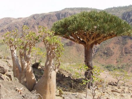  C (Socotra)