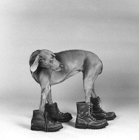   William Wegman 