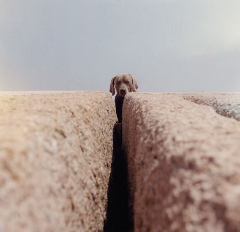   William Wegman 