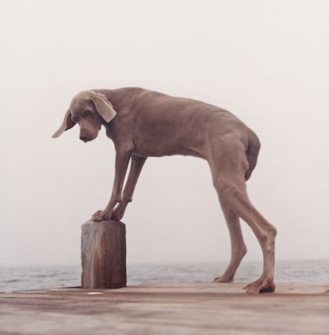   William Wegman 