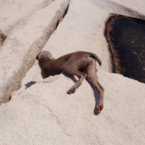   William Wegman 