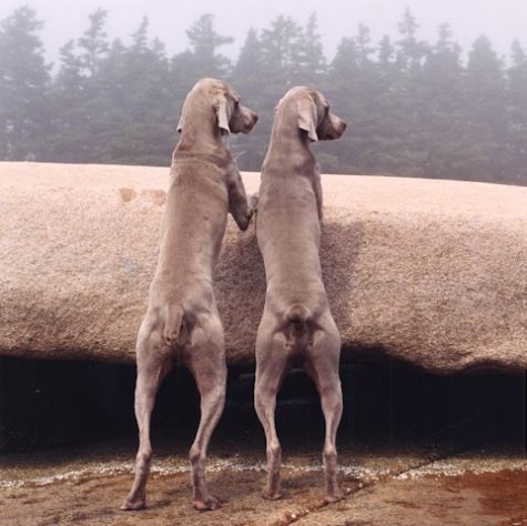   William Wegman 