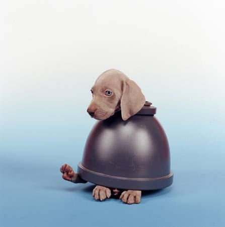   William Wegman 