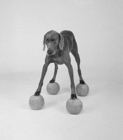   William Wegman 