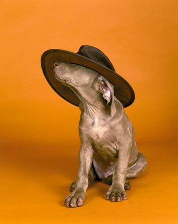   William Wegman 