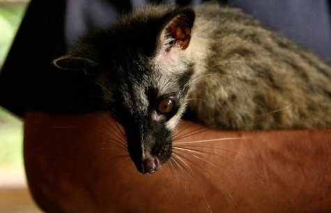 Kopi Luwak -      