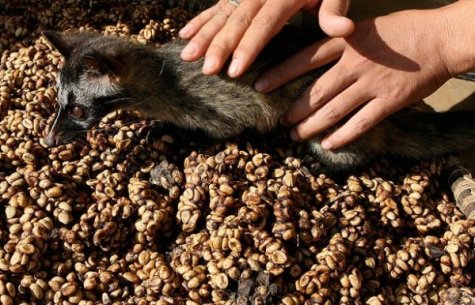 Kopi Luwak -      