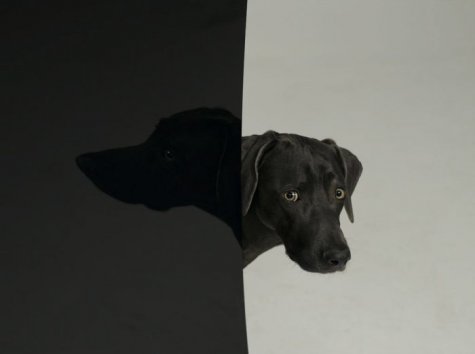   William Wegman 