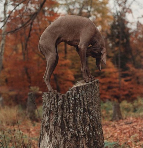   William Wegman 