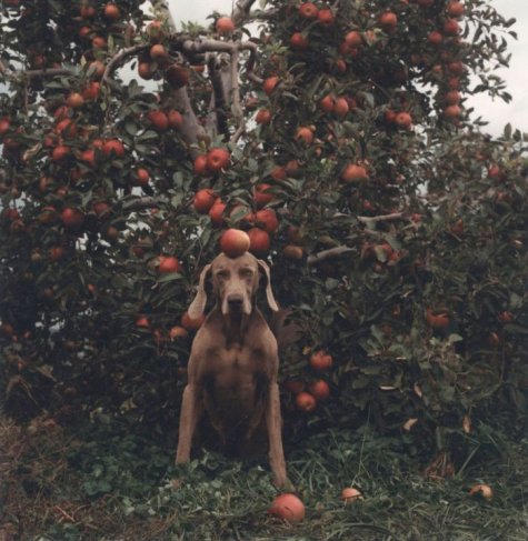   William Wegman 