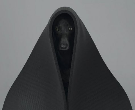   William Wegman 