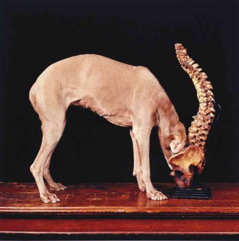   William Wegman 