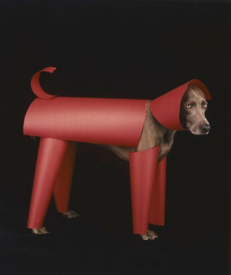   William Wegman 