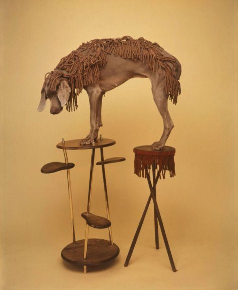   William Wegman 