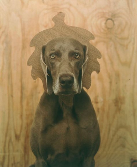   William Wegman 