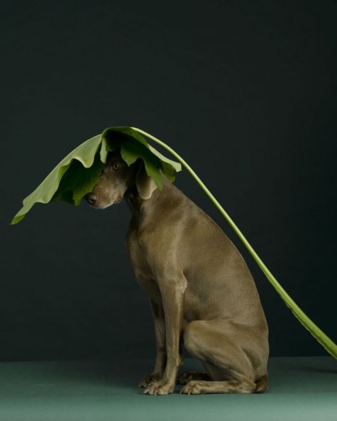   William Wegman 