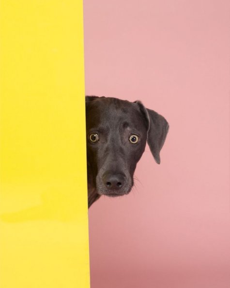   William Wegman 