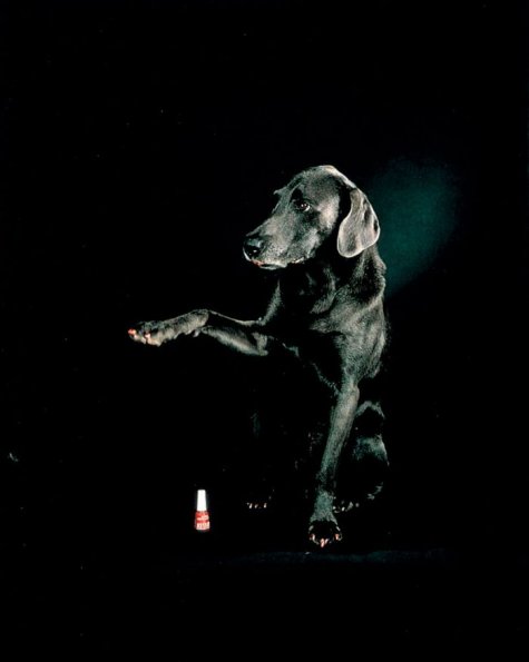   William Wegman 