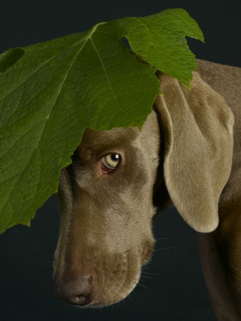   William Wegman 