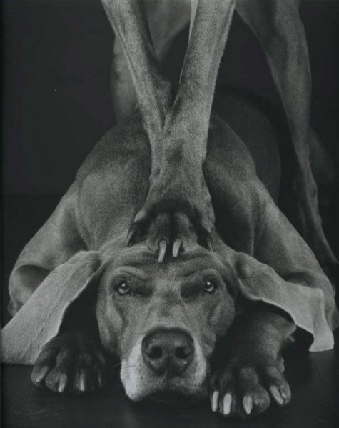   William Wegman 