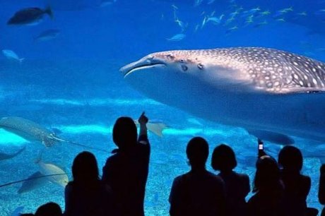 Okinawa Churaumi Aquarium