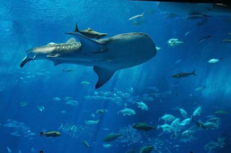 Okinawa Churaumi Aquarium