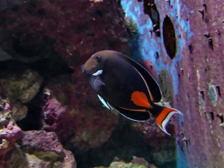 Okinawa Churaumi Aquarium