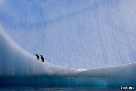    Paul Nicklen