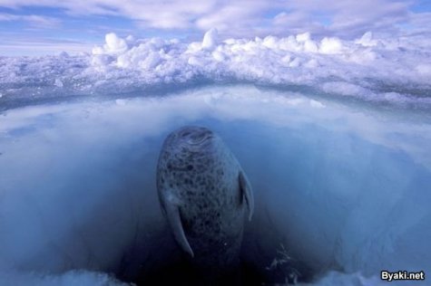    Paul Nicklen