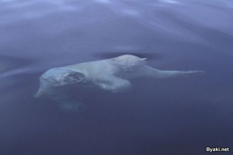    Paul Nicklen