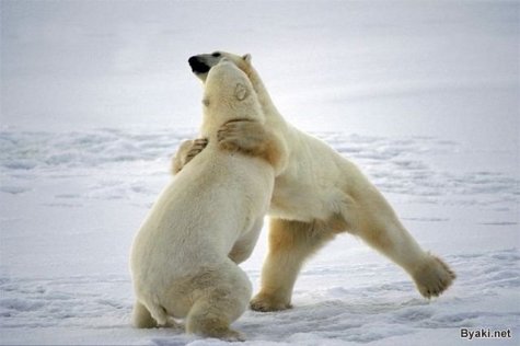    Paul Nicklen