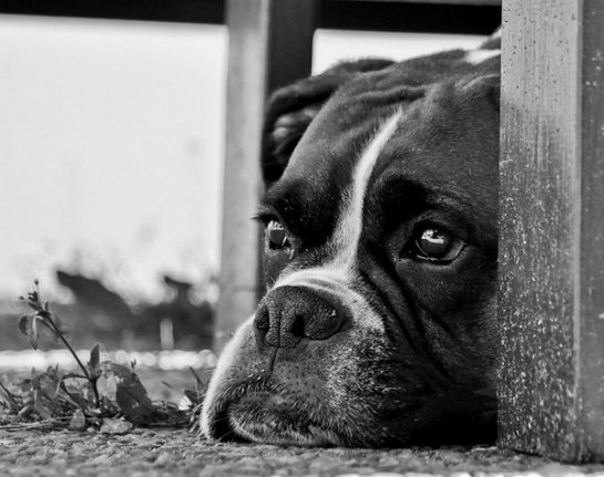      Bakkers Hundekonsult