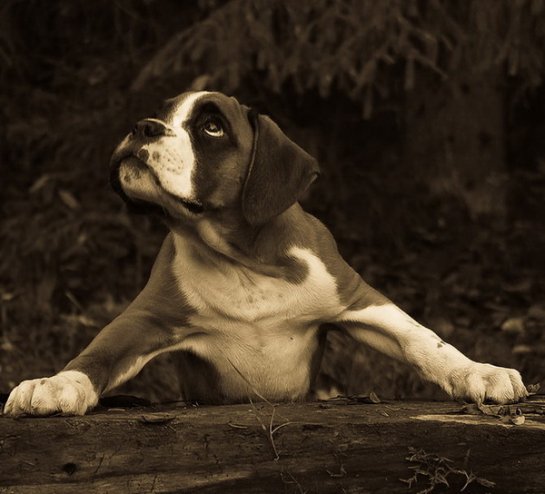      Bakkers Hundekonsult