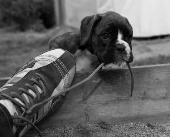      Bakkers Hundekonsult