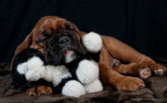      Bakkers Hundekonsult