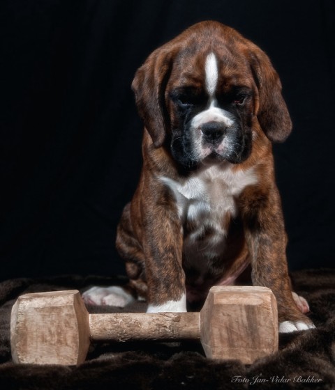      Bakkers Hundekonsult