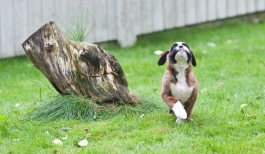      Bakkers Hundekonsult