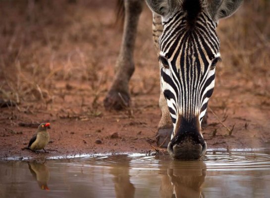   "National Geographic"